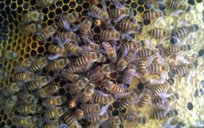 蜜蜂秋繁21天能安全越冬嗎？