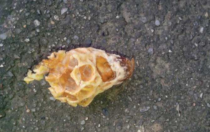 怎樣介入王臺(tái)最易成功？