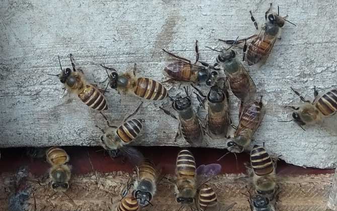 蜜蜂不出門(mén)是不是病了？