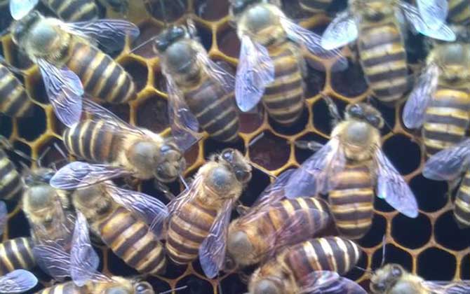 失王一個(gè)月還能介王嗎？