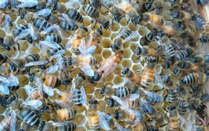 介王最佳時(shí)間是什么時(shí)候？