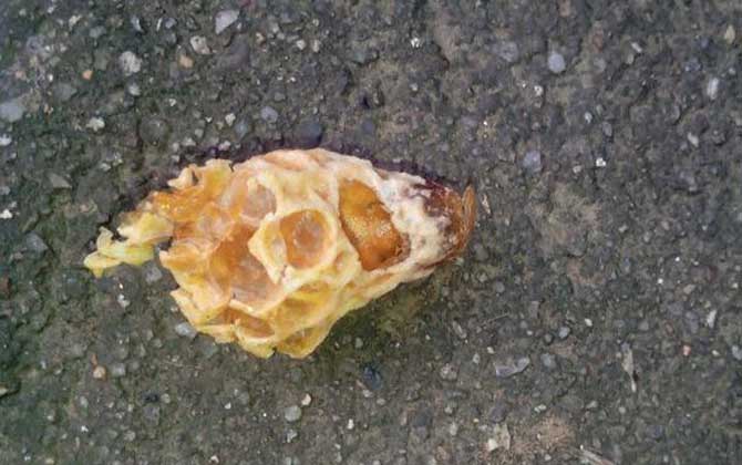 蜂群起“分蜂熱”怎么辦，試試這幾個辦法，快速解除“分蜂熱”！