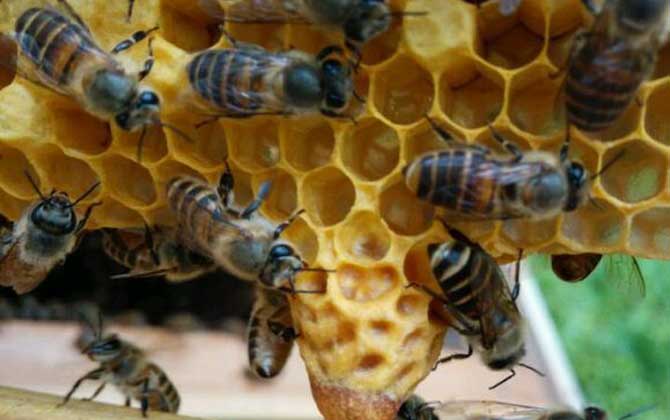 “分蜂熱”的原因，無非這幾個，清楚后才能徹底解除“分蜂熱”！