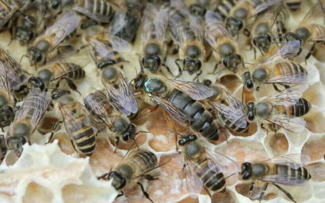 養蜂不知道怎么換王，像這樣操作，輕松用新蜂王將老蜂王替換掉！