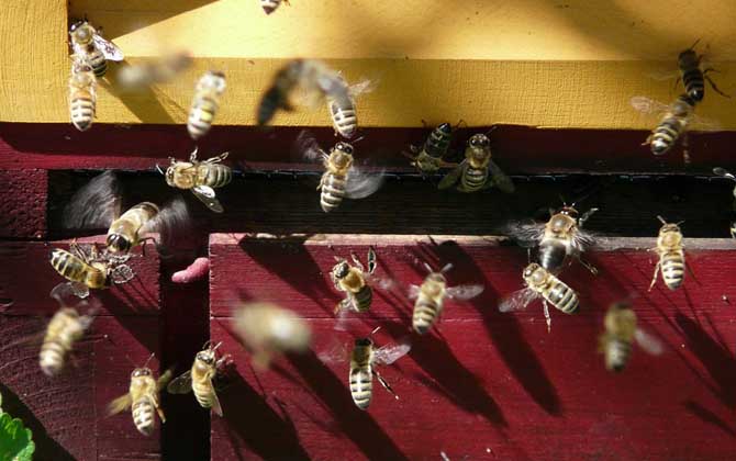 養蜂人為什么越來越少？難道養蜂不賺錢，真相說出來你可能不信！