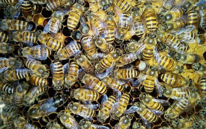 飼料是蜂群越冬的關鍵，像這樣飼喂，確保蜂群有充足的飼料越冬！