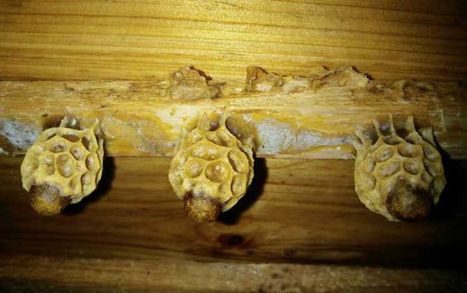 養蜜蜂怎么育王？像這樣人工育王，輕松培育出大量的優質蜂王！