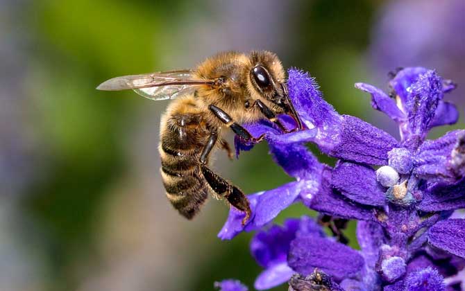 工蜂能變成蜂王嗎？的確有機會，但條件非?？量糖乙簧挥幸淮危?></a> </div>
        <div   id=
