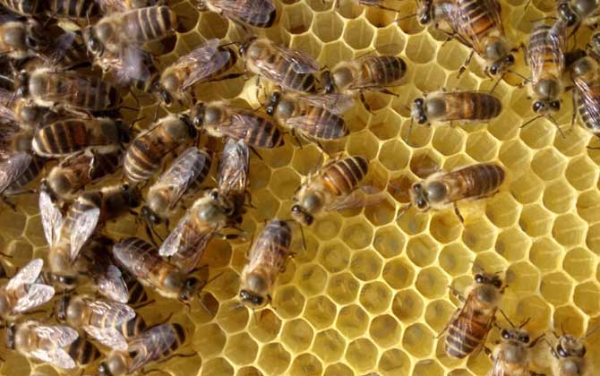 蜂王出房后多久分蜂？未必等新王出房，多數是蜂王未出房就分蜂！