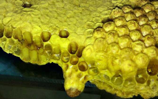 蜂王死了蜂群會怎么樣？未必一定會滅亡，蜂群自救令人嘆為觀止！