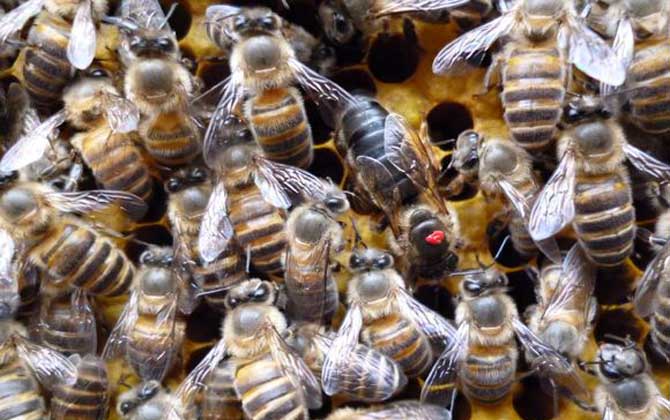 蜂王不產卵是什么原因？真相無非這幾個，搞清楚才能“對癥下藥”！