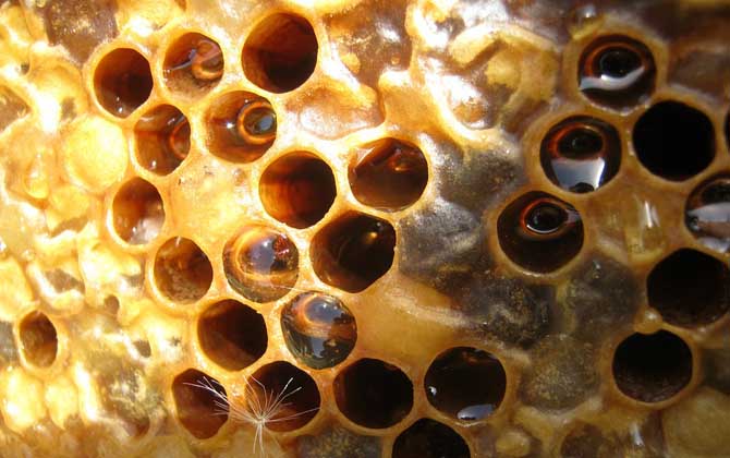 蜂箱取出的未必是真蜂蜜，小心這3種“蜜”，后面2種純粹是假的！