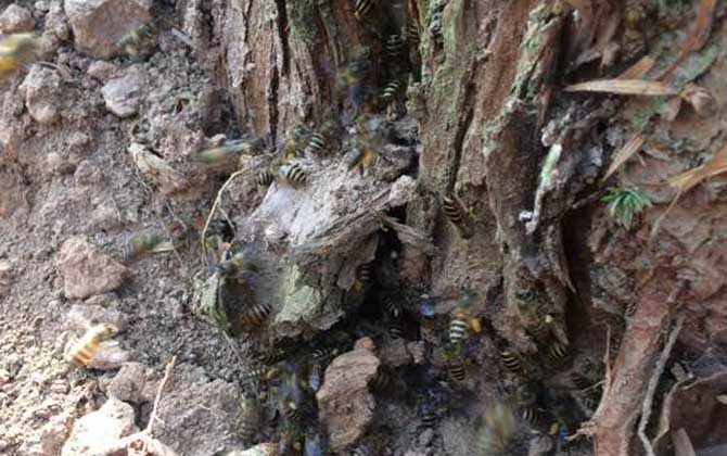 挖誘蜂洞有什么竅門？像這樣挖個誘蜂洞，一年就能誘到好幾群蜂！