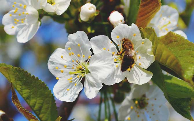 蜜蜂蜇人后為什么自己會死？傷敵一千，自損八百，對誰都沒好處！