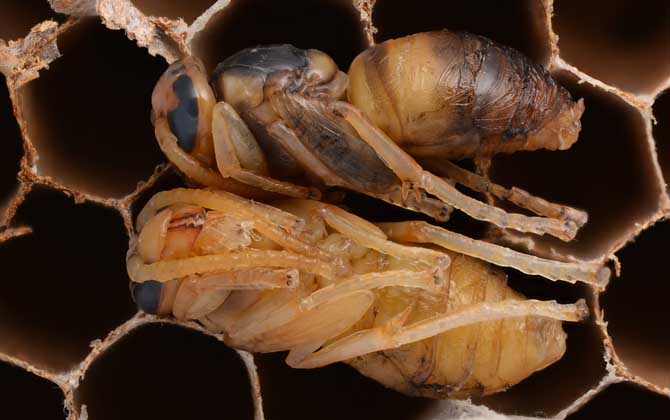 蜂蛹的功效與作用及正確吃法，不能過量食用，還要預防過敏！
