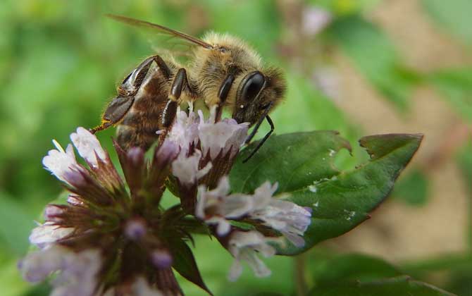 被蜜蜂蟄了怎么處理？只要不發生過敏，正確處理后一般問題不大！