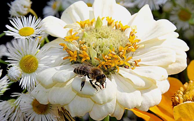 被蜜蜂蟄了找不到刺怎么辦？不必擔心，蜜蜂毒刺可能自行脫落了！