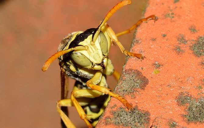 窗外有馬蜂窩吉利嗎？與吉利無關，只能表明窗外適合馬蜂筑巢！
