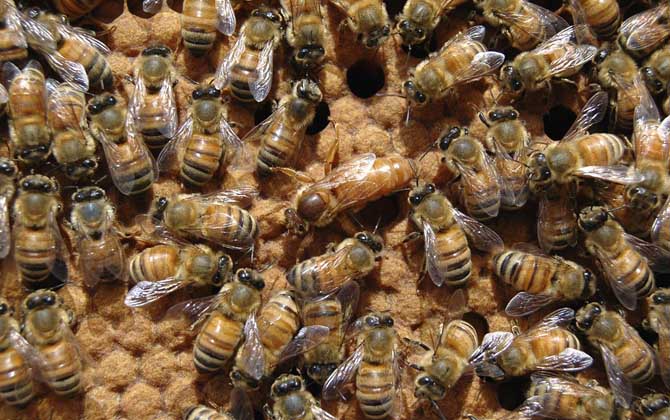 工蜂殺死蜂王是什么回事？清楚工蜂和蜂王的關系，你就知道原因了！