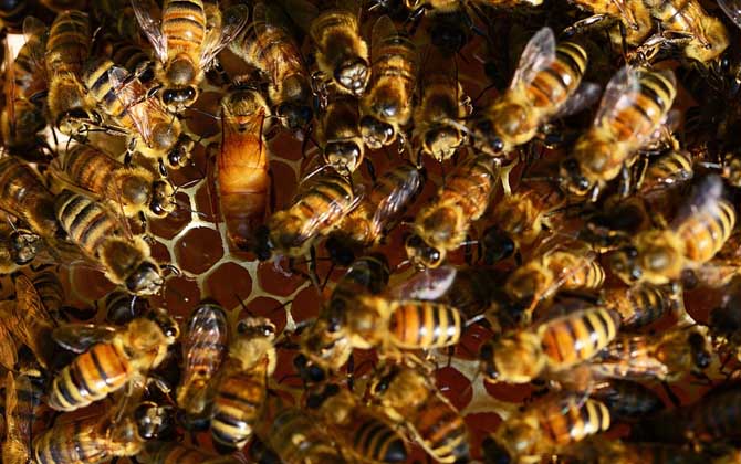 工蜂產卵怎么處理？必須先處理產卵工蜂，然后再介入一只新蜂王！