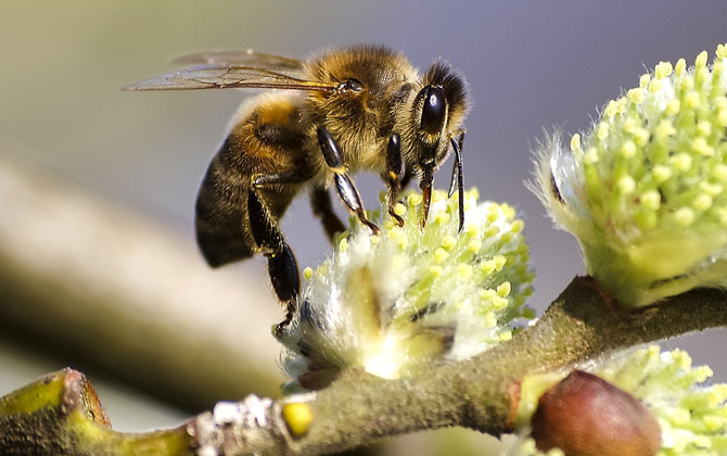 蜜蜂的特點有哪些？典型的社會性昆蟲，蜂群中三型蜂各司其職！