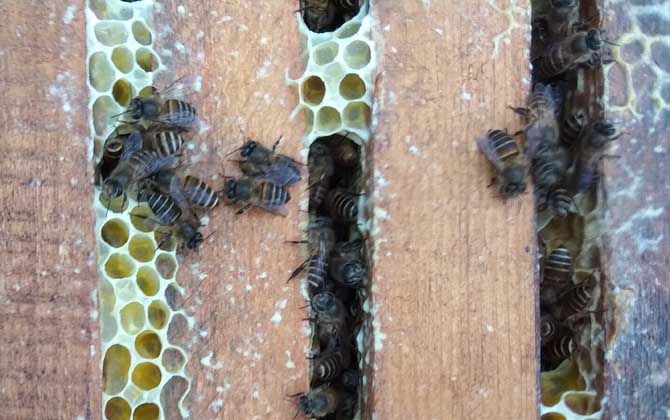 養(yǎng)中蜂最忌諱什么？這幾個(gè)毛病不改掉，永遠(yuǎn)都養(yǎng)不好中蜂！