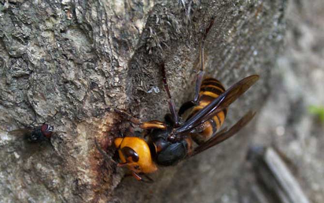 被牛角蜂蟄了找不到刺怎么辦？不必擔心，馬蜂蟄人不會留下毒刺！