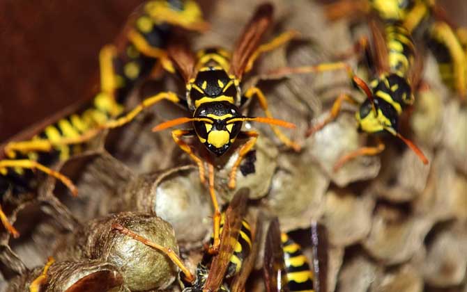馬蜂蟄了怎么消腫止痛？先用食醋沖洗被蟄處，然后再涂抹些藥物！