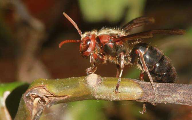 虎頭蜂一只多少錢？一般2～5元一只，但很少有人會(huì)買活虎頭蜂！