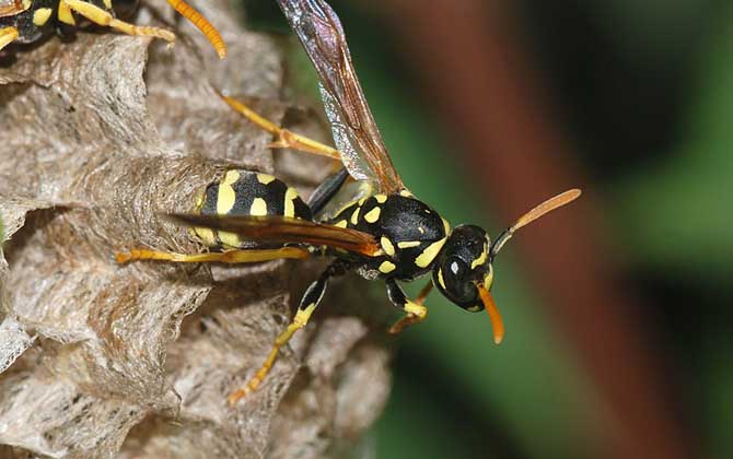 蜂房有壯陽的功效與作用嗎？有一定的效果，但尚未得到證實！