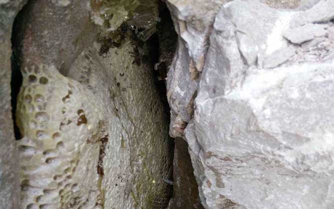 野生蜜蜂在哪里筑巢？