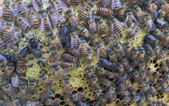 雄蜂有哪些特點和作用？