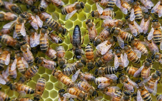 蜂王有哪些特點和作用？