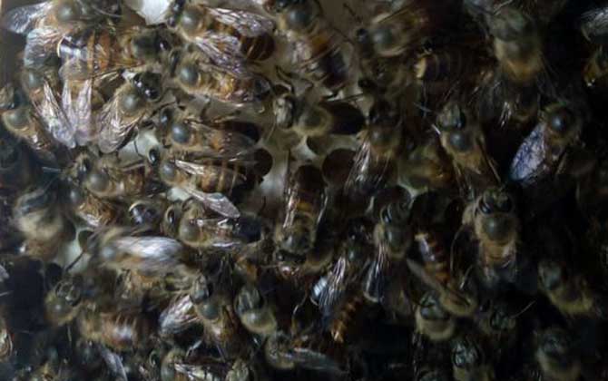 夏季怎樣讓蜂王多產卵？