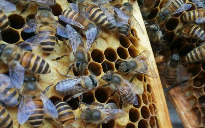 蜜蜂里有黑蜂怎么處理？