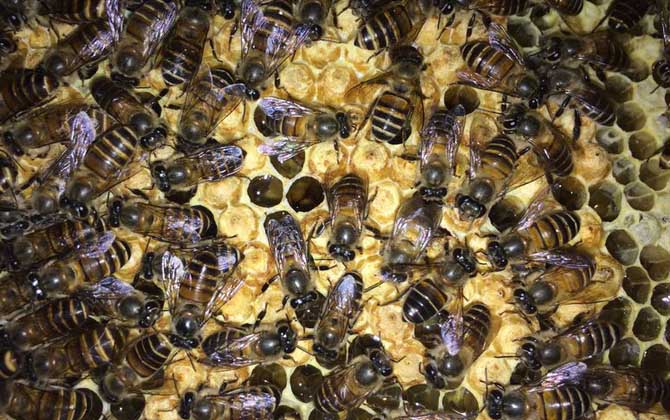 新手怎樣養(yǎng)蜜蜂不會(huì)跑？