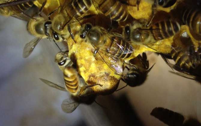 新手養蜂怎樣獲得蜂王？