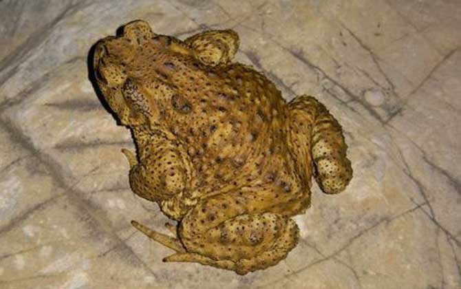 養蜜蜂怎么防止蟾蜍？