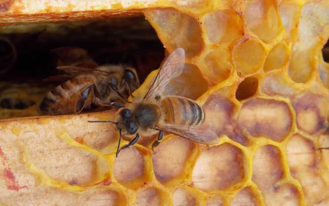 蜂膠的功效與作用及食用方法