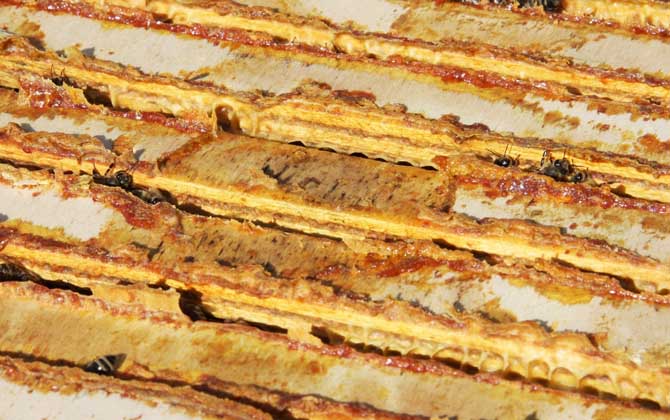 蜂膠對性功能有作用嗎？