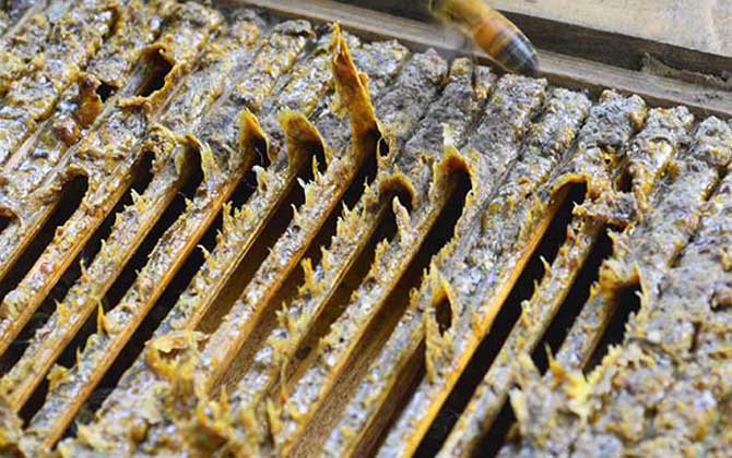 一斤蜂膠泡多少酒最合適？