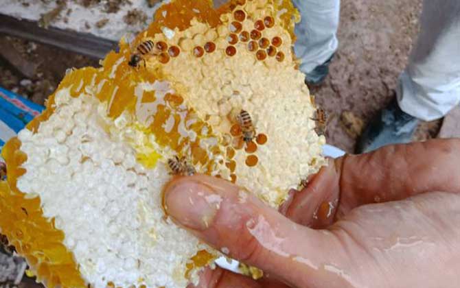 蜂巢真的能治鼻炎嗎？