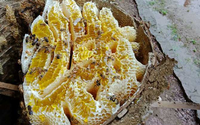 蜂巢由哪些成分組成的？