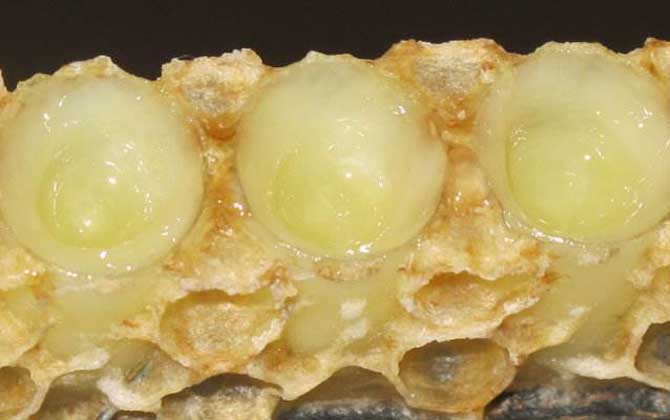 長期吃蜂王漿有什么副作用？