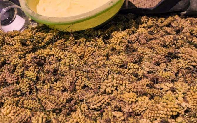 長期服用松花粉會誘發癌癥嗎？