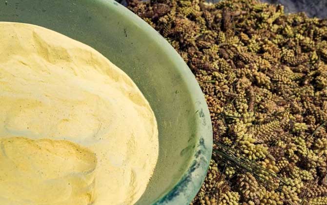 松花粉能治那九種病？