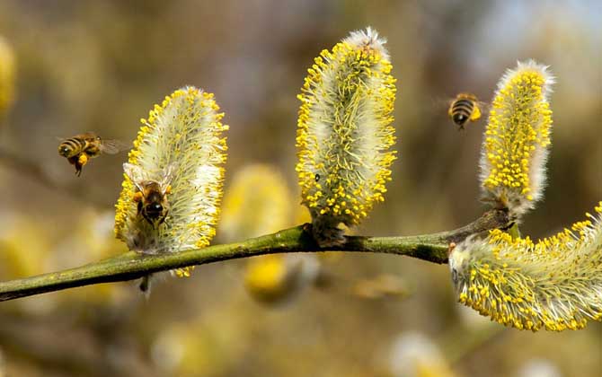 蜂毒療法真的是騙局嗎？