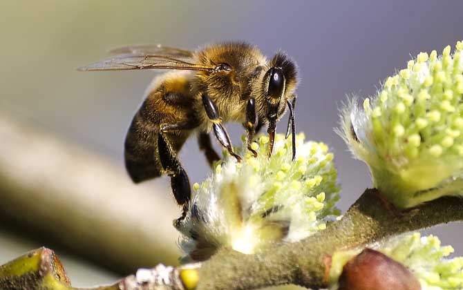 蜂毒真的能治類風(fēng)濕嗎？