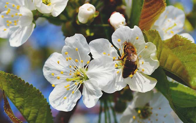 蜂毒由哪些成分組成的？