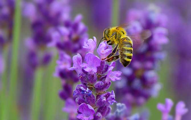 蜂毒有什么功效及用途？
